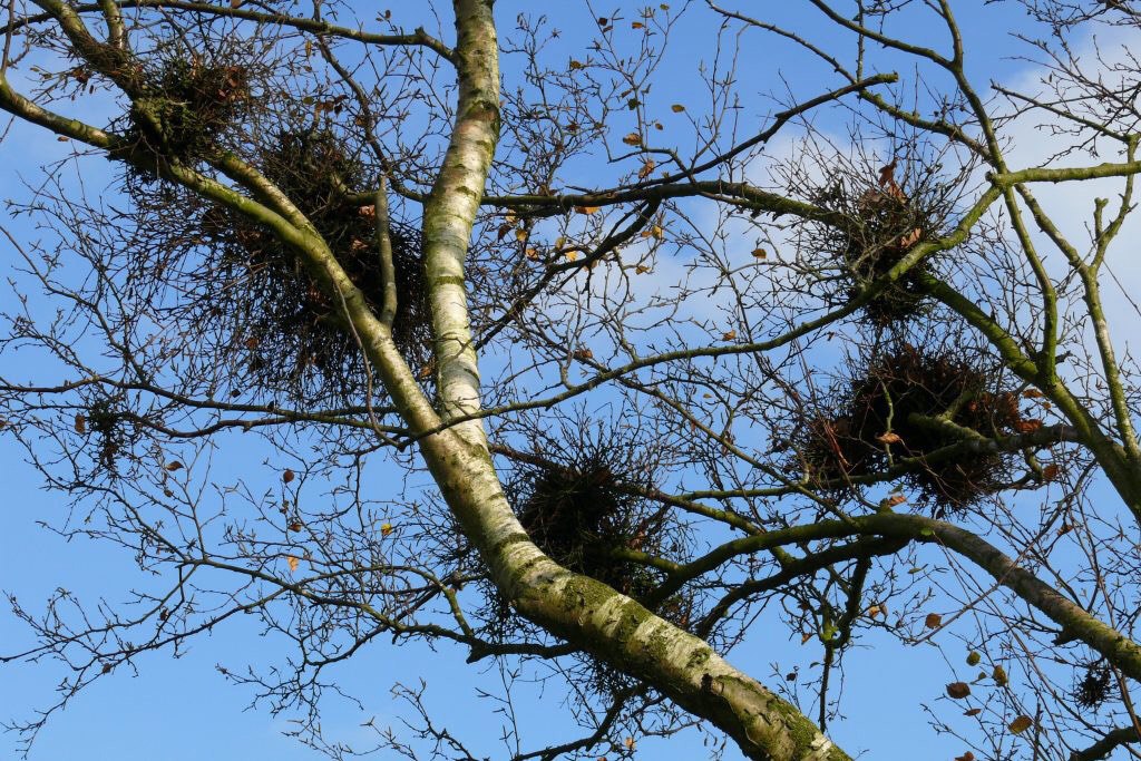 Ruten und Besen