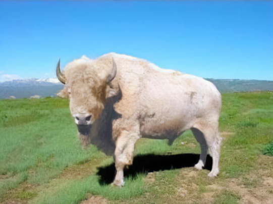 White Buffalo